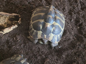 Erde für Landschildkröten