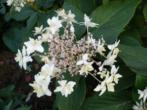 Hydrangea involucrata Yoraku