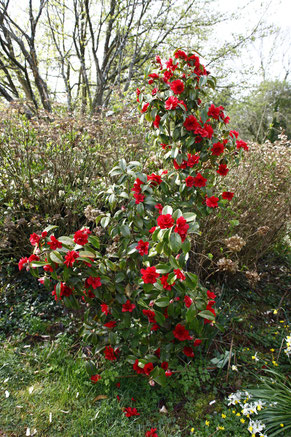 Camellia Cherry's Jubilee