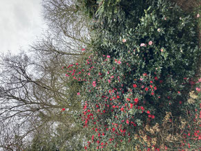 Camellia "St Ewe"