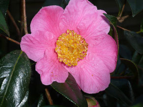 Fleur de St Ewe