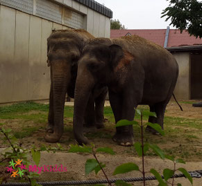 Zwei Elefanten im Zoo Augsburg