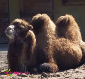 Kamel im Zoo Heidelberg