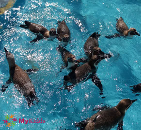 Pinguine im Zoo Köln