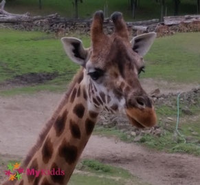 Giraffe in der ZOOM Erlebniswelt Köln