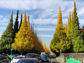Ginkgo Avenue (Jingu Gaien)