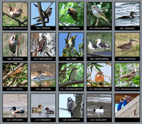 Vogelsichtungstabelle mit 151 Vogelarten