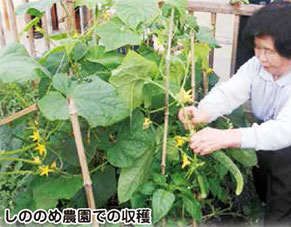 デイサービスしののめ　食に安心を　しののめ農園での収穫