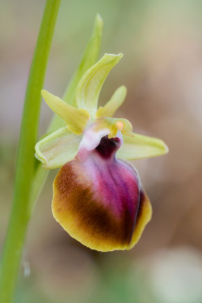 Ophrys helenae, gelbrandig