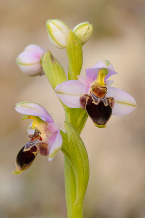 Lapethos-Ragwurz (Ophrys lapethica)