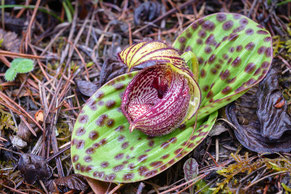 Cypripedium margaritaceum, Heishui, 3400m