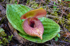 Cypripedium lichiangense, Baishui, 3200m