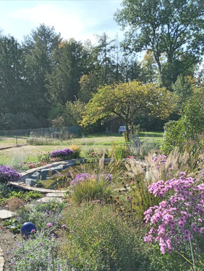 Erst Gartengestaltung, dann Beetkonzept: Teichgarten mit altem Apfelbaumbestand in Köln