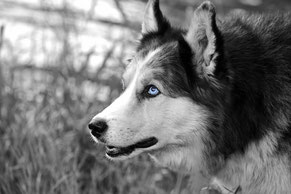Husky, blaue Augen