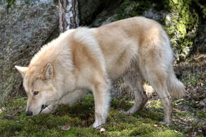 Wolfhund, fokusiert, schnüffeln