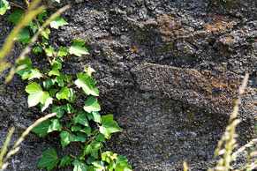 Efeu, Efeuranke auf Steinmauer