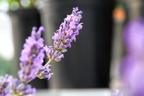 violette Blume, violette Blüte