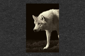 Wolfhund, schleichen