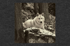 Wolfhund, Thron