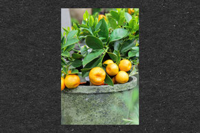 Orangenbaum, Orangen