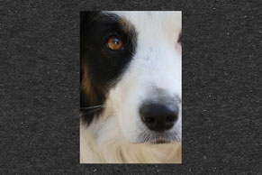 Hund, Australian, braune Augen, Hundegesicht