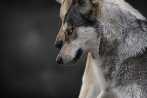 Wolfhund, Focus
