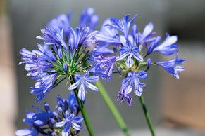 blauviolette Blume, Blüte