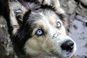 Husky, blaue Augen