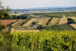 Landschaft, Weinviertel, Felder, Weingarten, Weinkeller