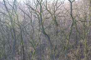 Bäume, Nebel, Hexenwald