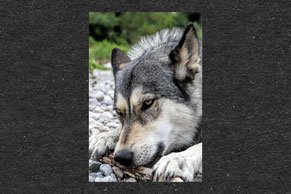 Wolfhund, knabbern