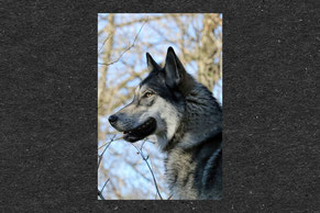 Wolfhund, Augen, Seelenblick