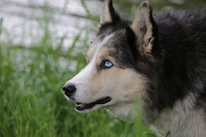 Husky, blaue Augen