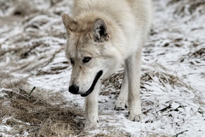 Wolfhund, lauern, schleichen