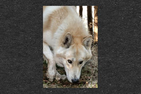 Wolfhund, schnüffeln, Seelenblick