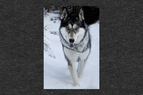 Wolfhund, Schnee, posieren