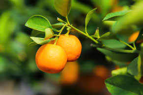 Orangen, Orangenbaum