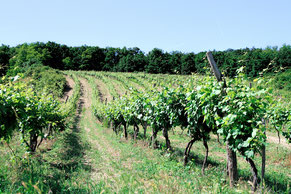 Weinlandschaft, Weinhügel, Waldgrenze