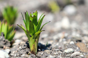 junger Pflanzenaustrieb, Feldblumen