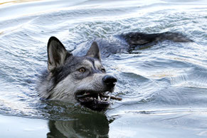 Wolfhund, schwimmen