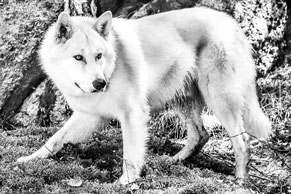 Wolf, Wolfhund