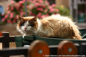 Chat roux, yeux bleus, poubelle, barrière bois, chat de chester, chat du cheshire