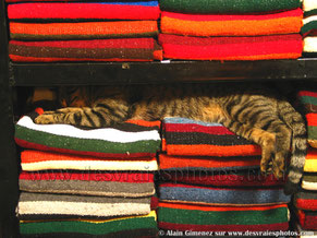 Mexique, chat, chat endormi, étagère, magasin, tapis colorés, couvertures bariolées