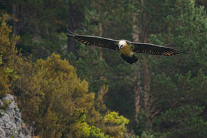 Conférence sur la faune sauvage des Pyrénées