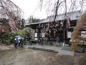 西林寺枝垂桜雨中