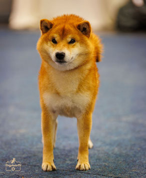FCI Deckrüde Shiba