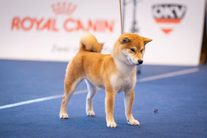 - SUPREME Best in Show - Jüngsten (Platz 1) 02.06.2024 Austria Hartberg 