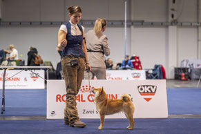 Dog Show CACIB Wels Austria