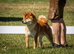 Ausstellungstraining mit Shiba Welpe