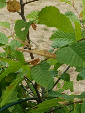 Gottesanbeterin Foto: Jochen Struch